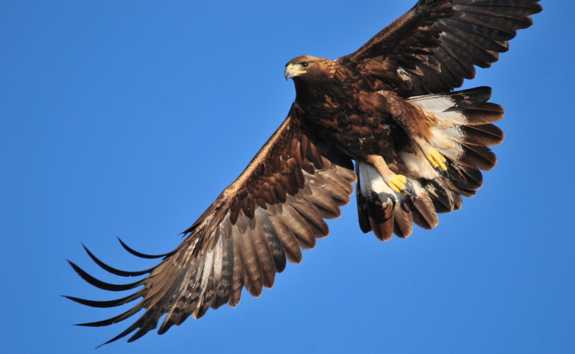 Emblemática águila real mexicana continúa en peligro de extinción