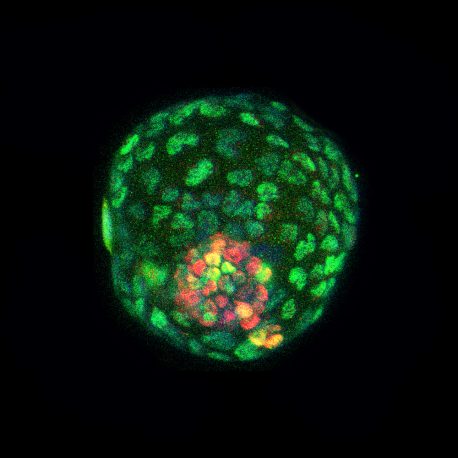 Científicos han creado un embrión sintético