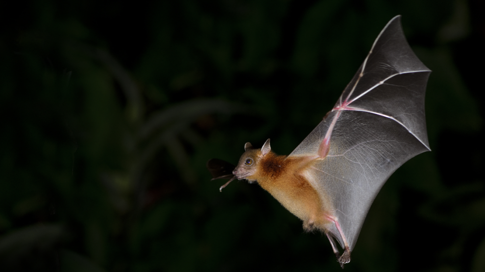 murciélago-importante-diversos-ecosistemas-polinizadores-control-plagas-UNAMGlobal