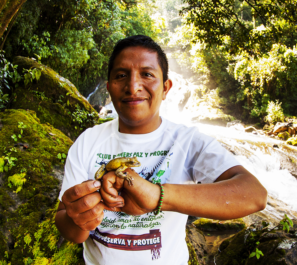 Una nueva especie de rana en los bosques de niebla de Oaxaca