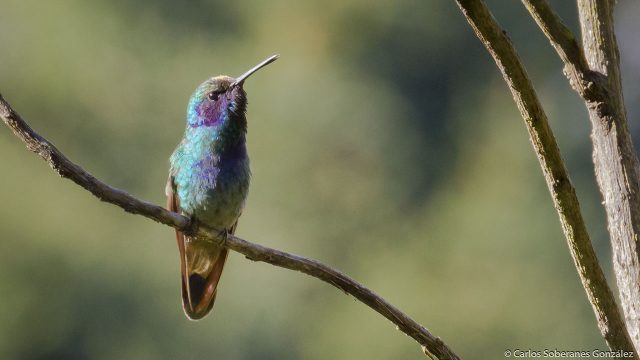 colibríes-usados-superstición-peligro-extinción-UNAMGlobal