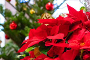Nochebuena, la flor mexicana símbolo de las festividades decembrinas | UNAM  Global