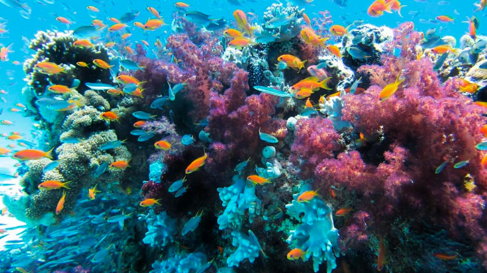 Desarrollan investigación para la conservación de los arrecifes de coral