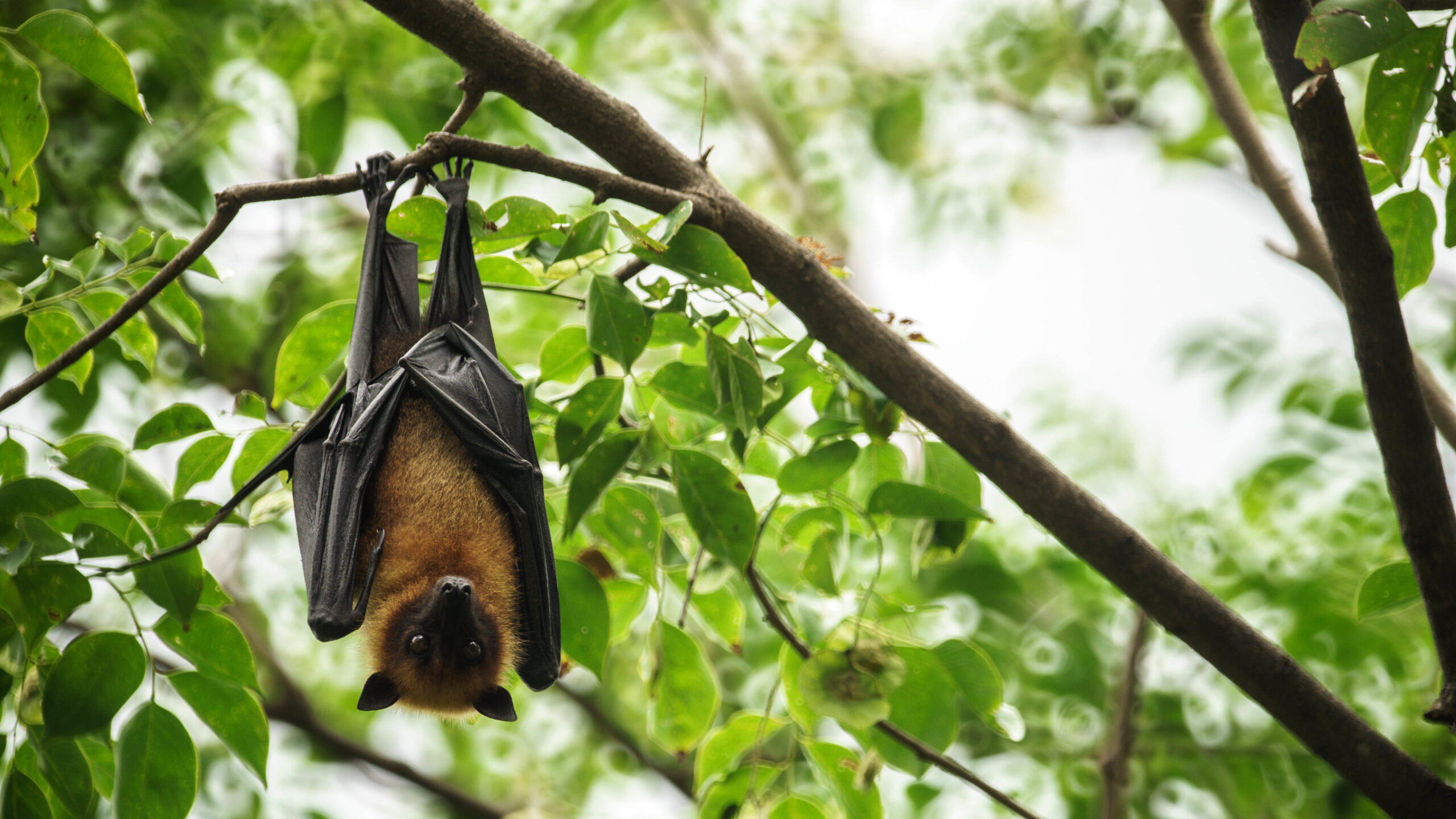 Los murciélagos no son culpables del coronavirus
