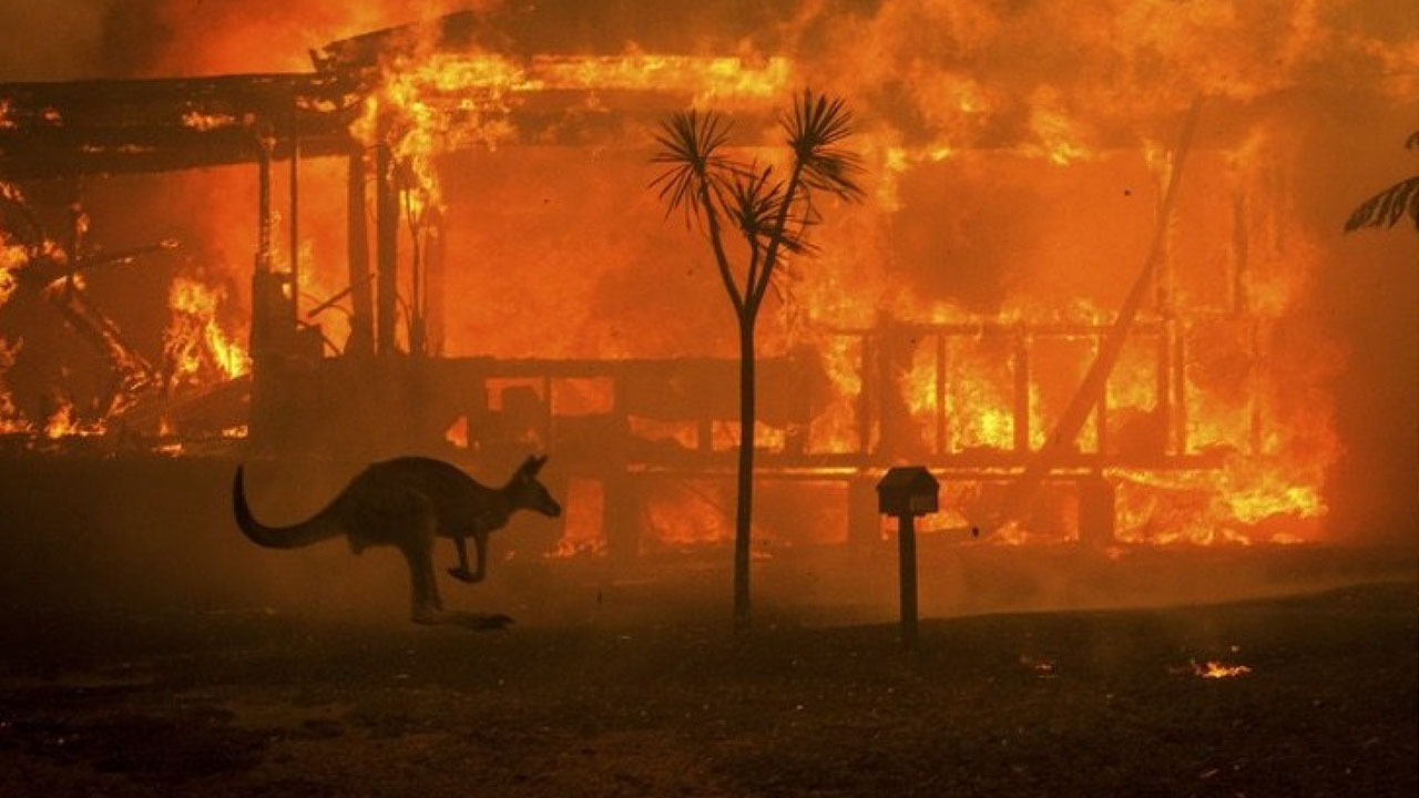 Retransmisión Incendios en Australia ¿qué repercusiones tendrá la pérdida de fauna para el planeta?