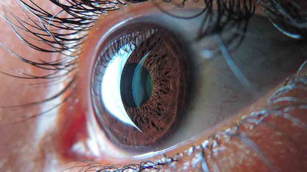Expertos del Cinvestav estudian células madre para regenerar retinas
