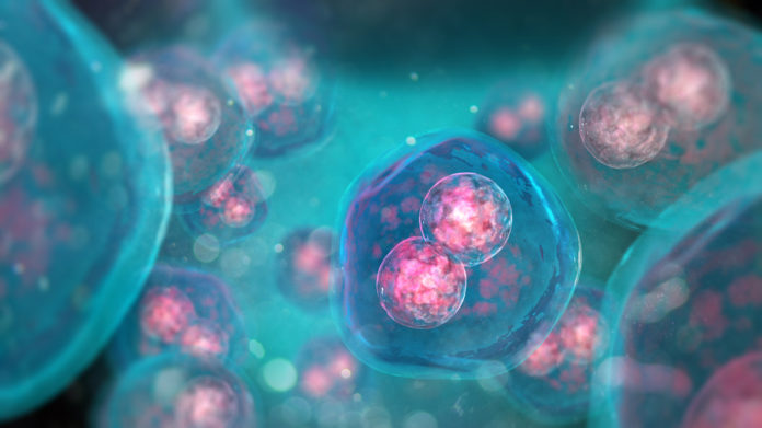 El desarrollo de espermatozoides y óvulos ‘artificiales’ podrían ser una realidad en 2020