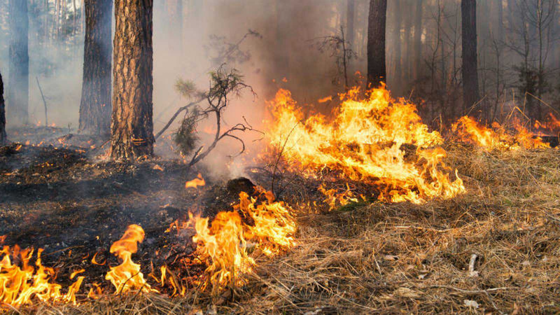 Retransmisión: Incendios forestales: gestionar el riesgo o atender el desastre