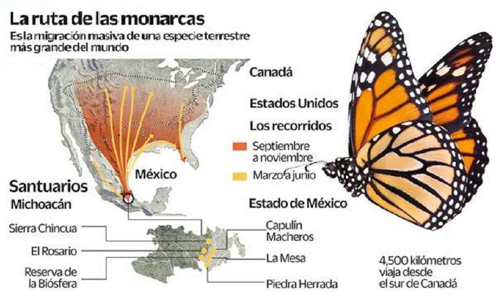 La migración de la mariposa Monarca está en peligro | UNAM Global