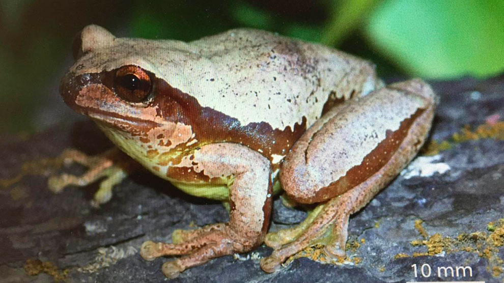 Nombran nueva especie de rana en honor a investigador de la UNAM