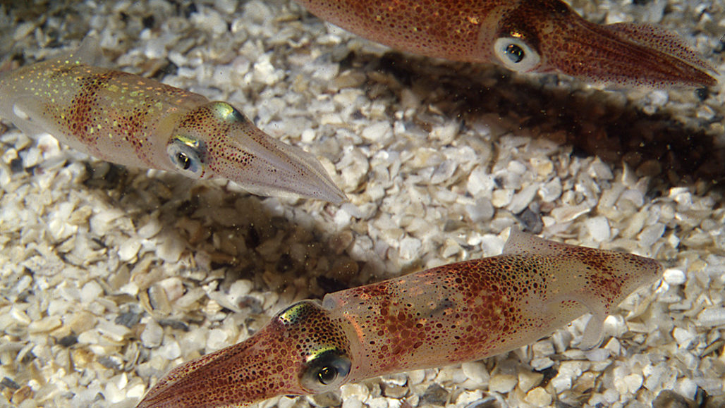 Los calamares editan su material genético en un lugar singularmente extraño