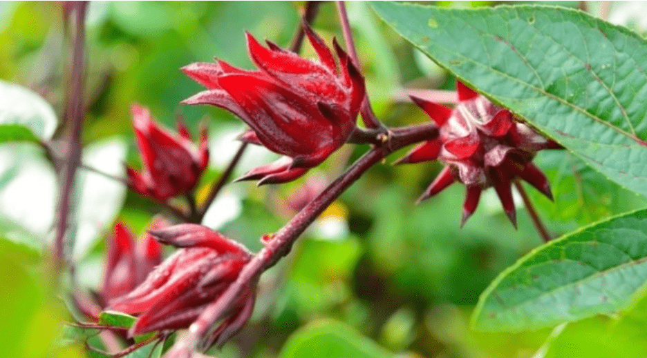 Flor de jamaica, mejor desinfectante que el cloro | UNAM Global