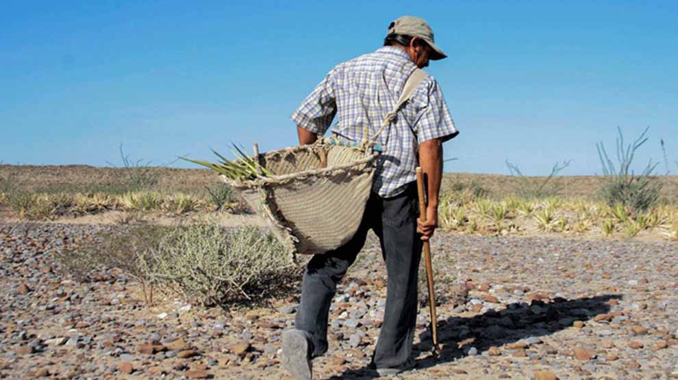 Proyecto de la UNAM apoya a negocios rurales