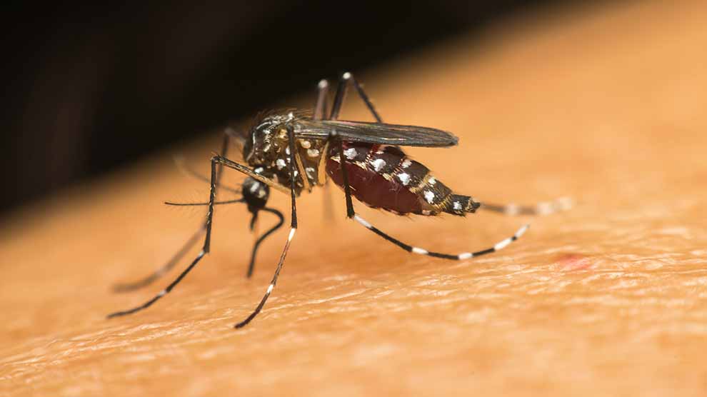 ¿Cómo evolucionaron los mosquitos Aedes aegypti para especializarse en picar a los humanos?