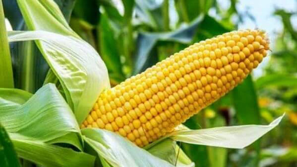 Origen del maíz es más antiguo y complicado de lo que te imaginabas - UNAM  Global