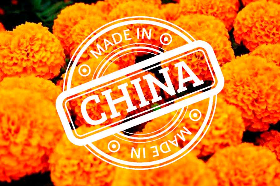 China, principal productor de cempasúchil del mundo