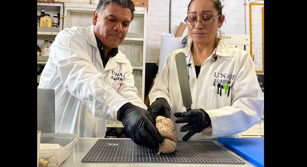 FES Cuautitlán crea primer biobanco de cerebros en México