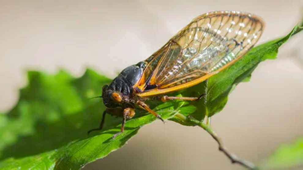 ¿Extinción masiva de insectos?