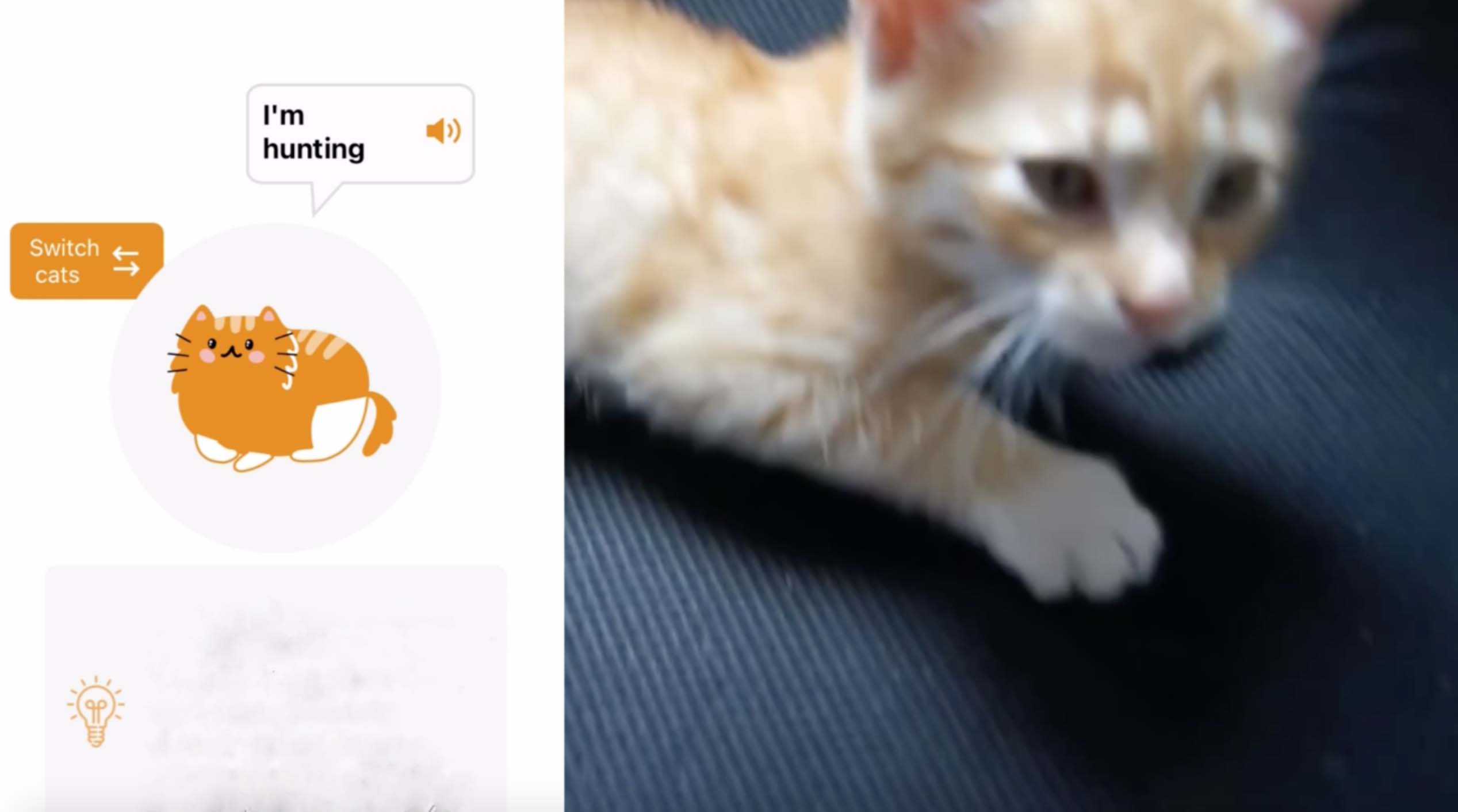 La app que traduce los maullidos de tu gato