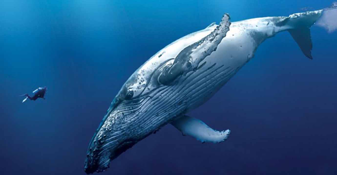 ballena azul portada