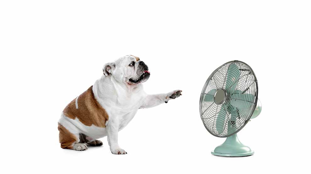 Cuida a tus mascotas de un golpe de calor