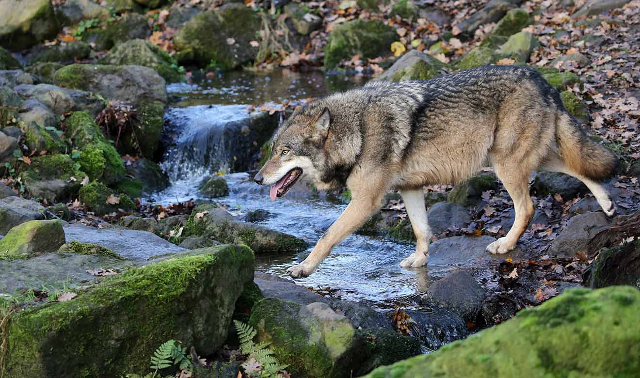 UNAM busca salvar al lobo mexicano de la extinción