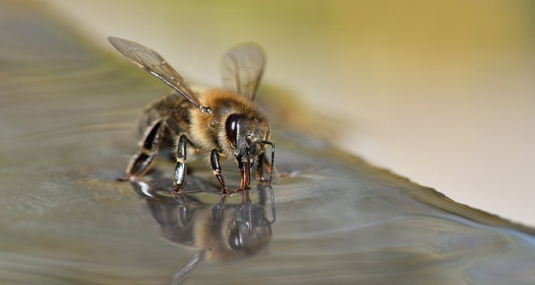 Entrenando abejas para oler el coronavirus
