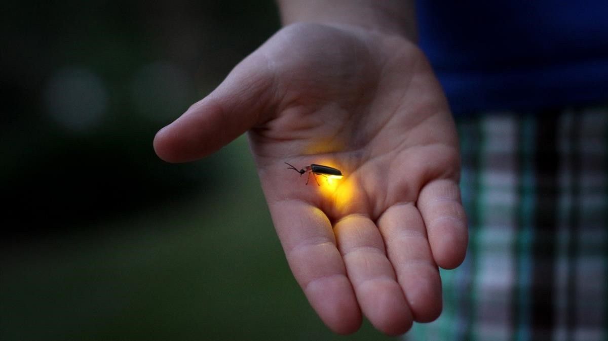 Ciencia y desarrollo sostenible: clave para la conservación de luciérnagas