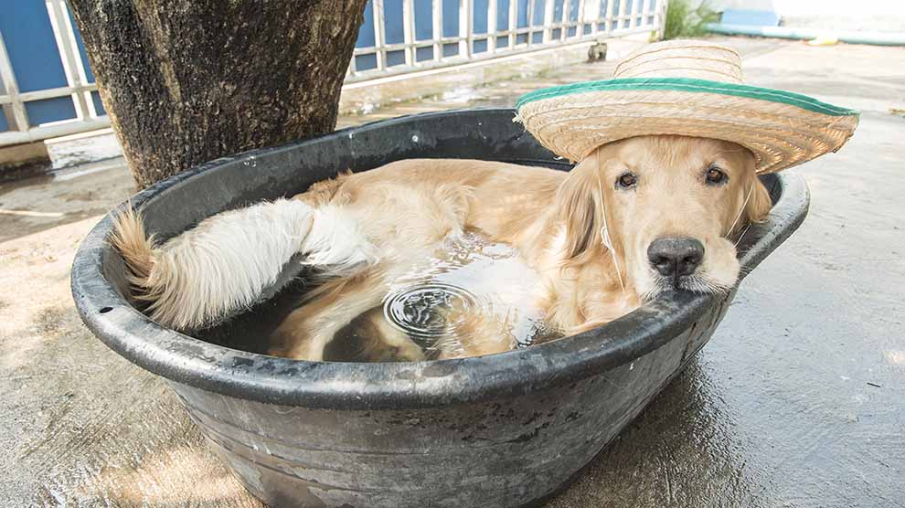¿Por qué el cambio climático afecta la salud de las mascotas?