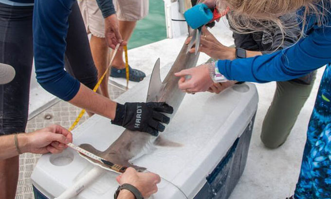 Descubren por accidente un posible vivero de tiburones martillo