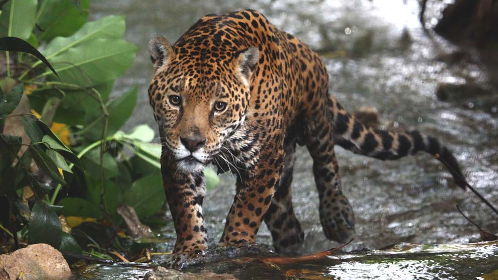 Censo nacional de jaguares revela buenas noticias