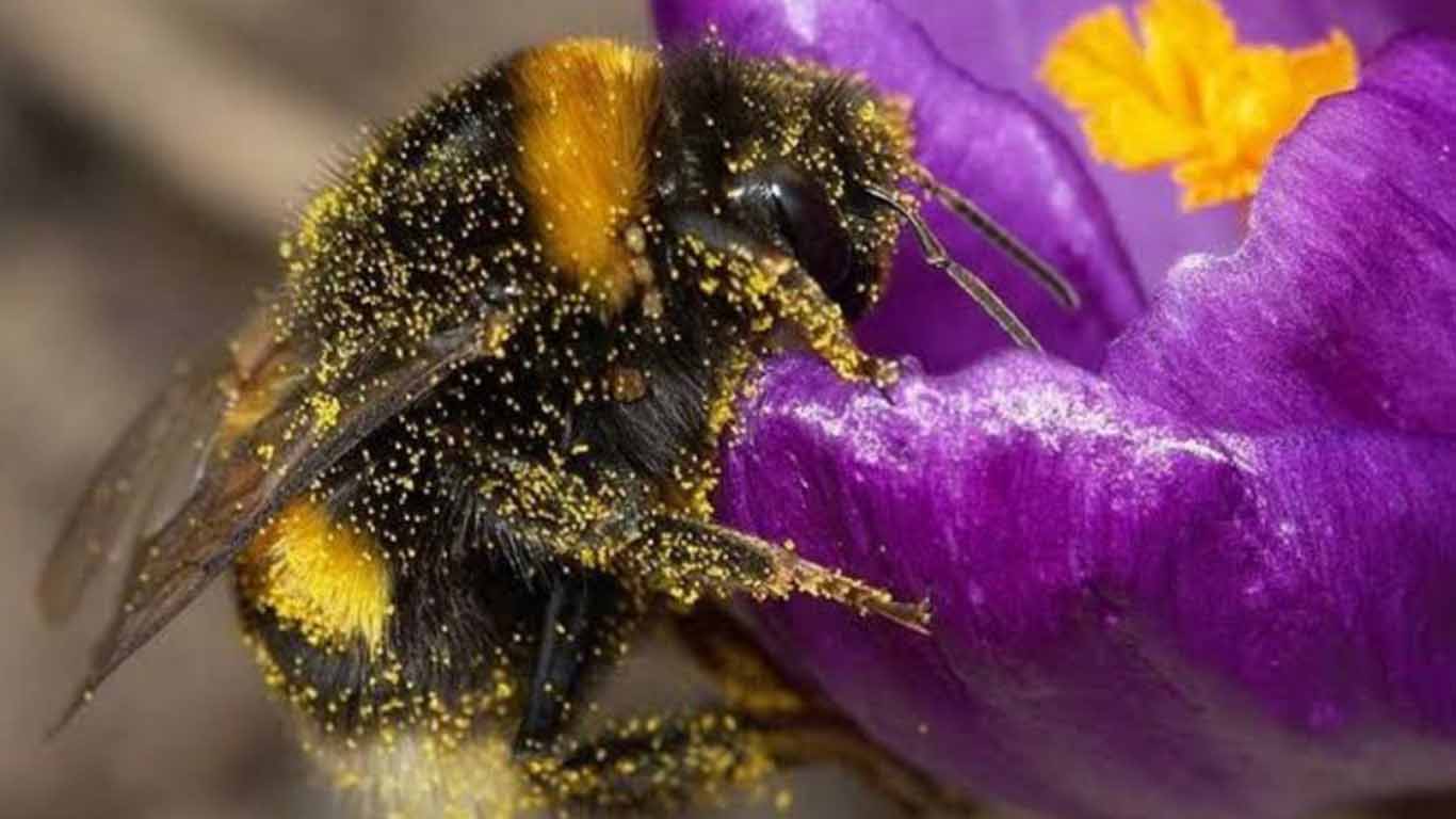 Las graves consecuencias que acarrea la crisis de abejas y abejorros