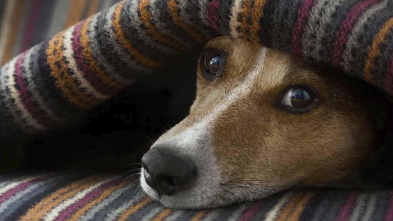 Perros y gatos: ¿qué hacer en época de frío?