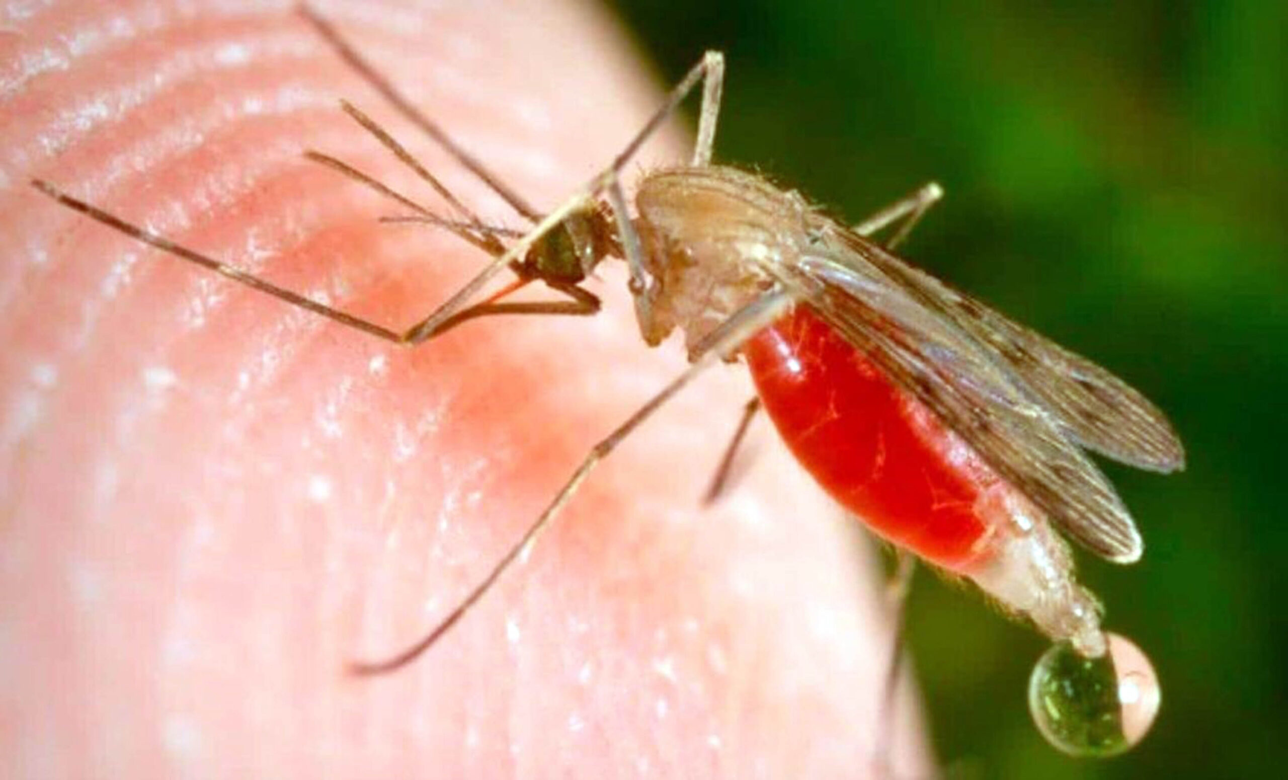 Disminuye el paludismo en México
