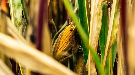 Producción de maíz peligra en México por cambio climático