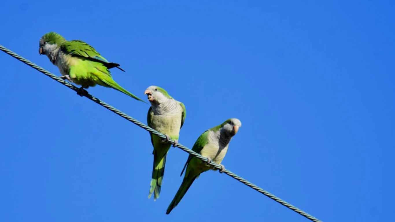 Aves invasoras amenazan a nativas: 10% de las especies del mundo están en México