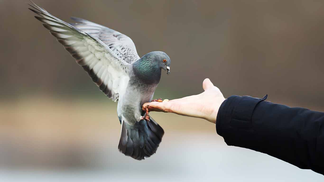 ¿Por qué es riesgoso darle de comer a las palomas?