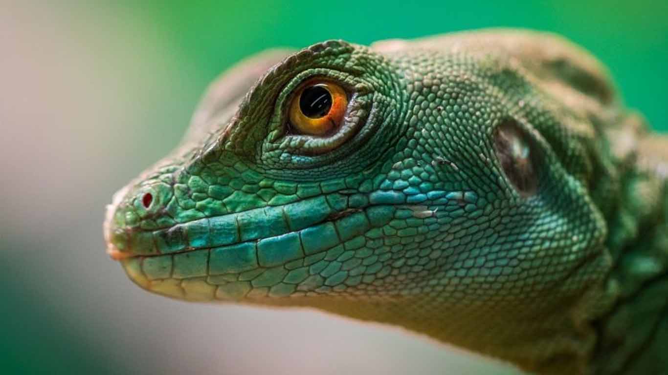 Alerta: 20 por ciento de los reptiles en peligro de extinción