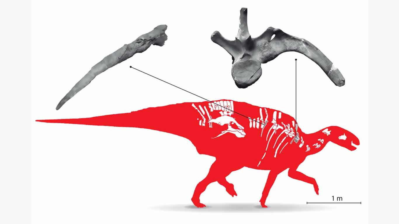 Primer estudio de patologías de dinosaurios en México