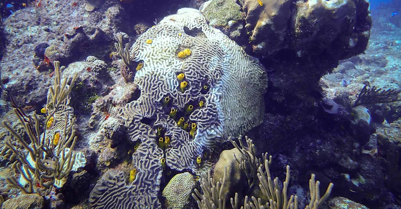 Grave padecimiento ataca a los corales del Caribe mexicano
