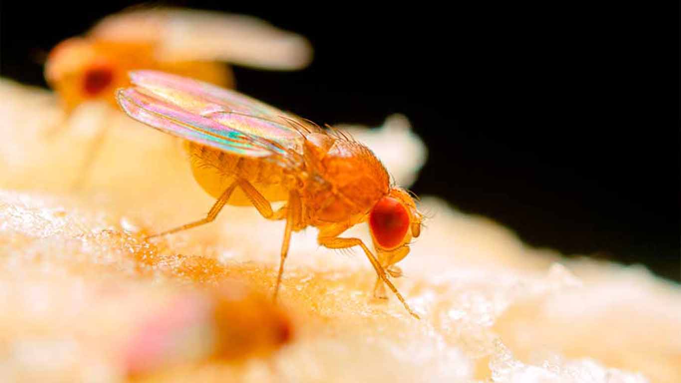 Los premios Nobel y la mosca
