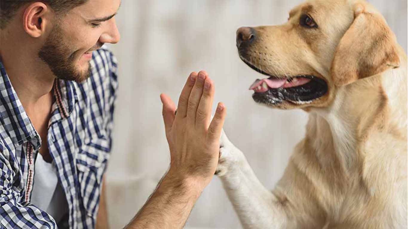 Perros y humanos: una larga historia de afecto, compañía y trabajo