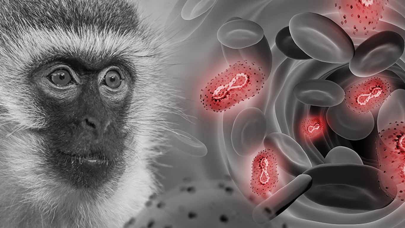 Lo que hay que saber de la viruela del mono