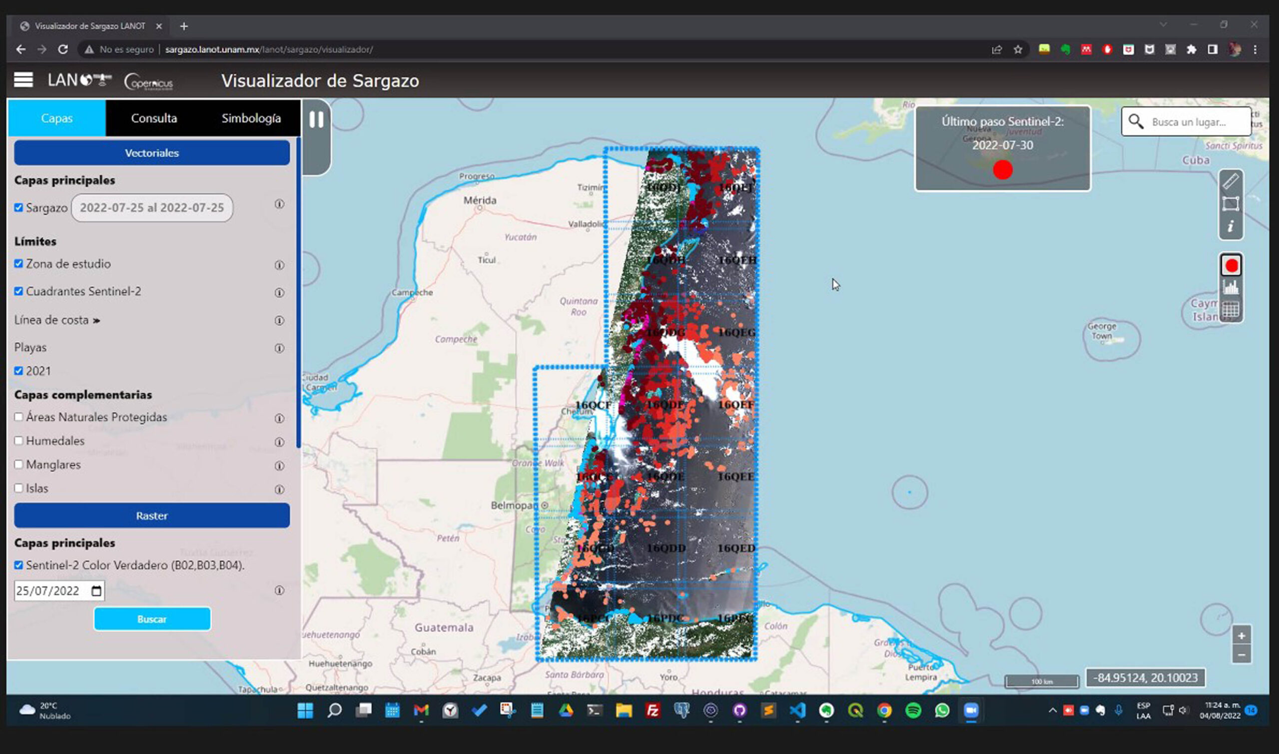 Monitorean en portal universitario avance del sargazo en mar y costas de Quintana Roo