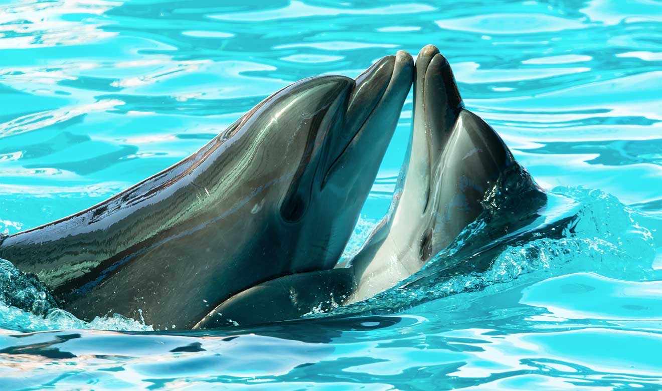 Delfines: sexo bajo el agua