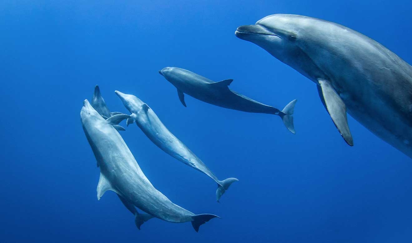 Delfines: sexo bajo el agua