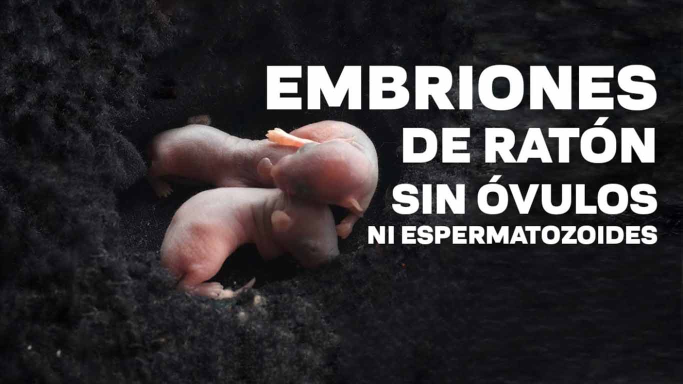 Crean embriones sintéticos de ratones sin óvulos ni esperma