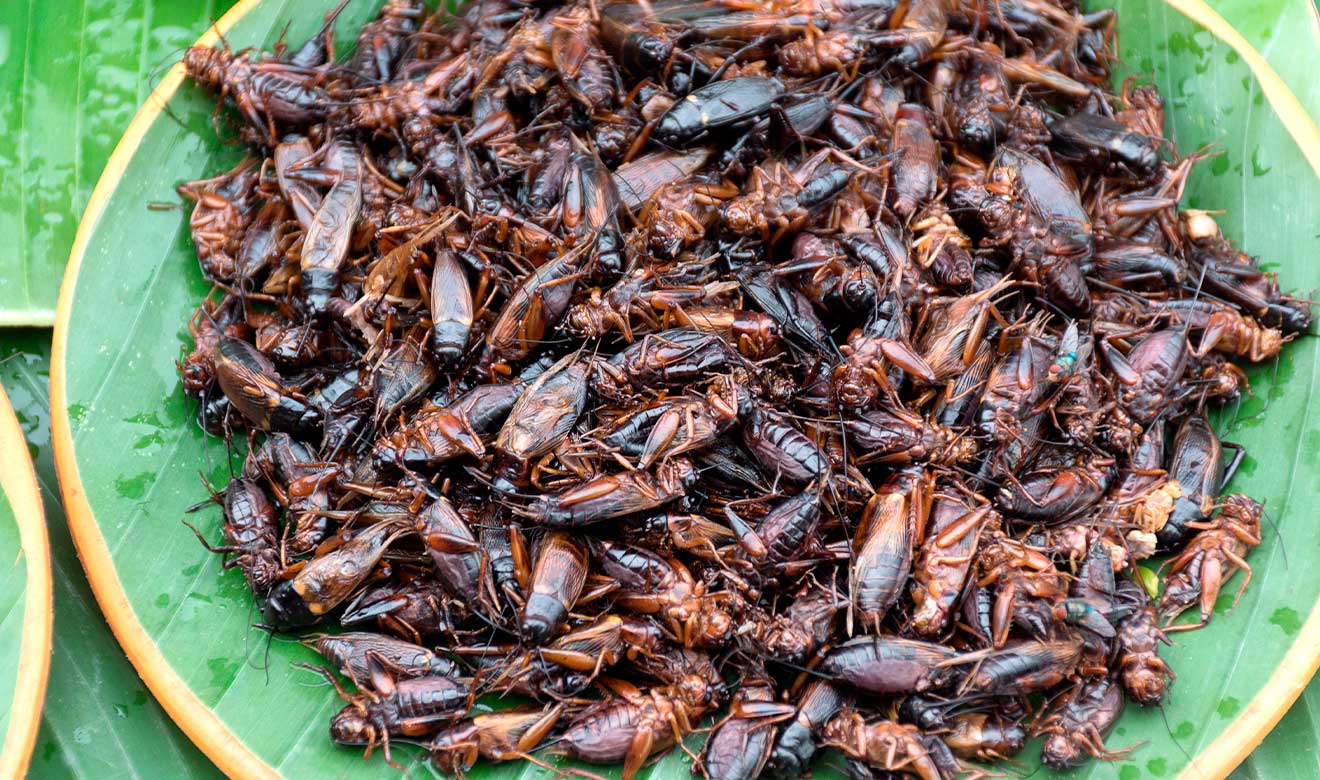 Insectos: alimento del futuro