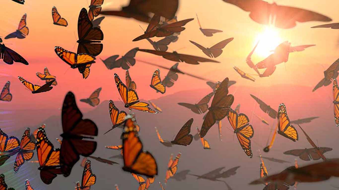 fenómeno migratorio de la mariposa monarca