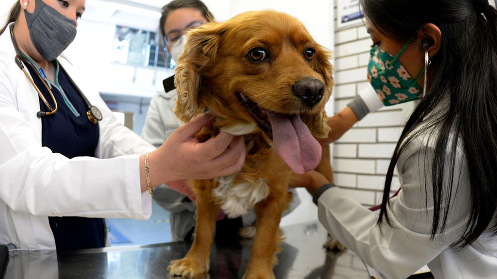 Hay que seguir con la vacunación de perros una o dos veces al año